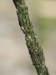 Parramatta Grass spikelet