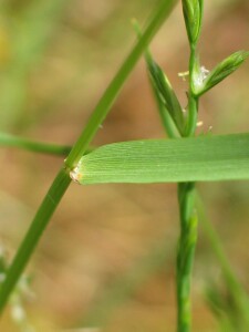 Perennial Rye-grass leaf blade and stem junction