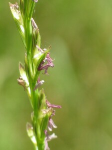 Opening spikelets of Perennial Rye-grass showing anthers