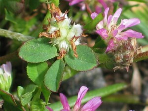 Persian Clover flowers at various stages
