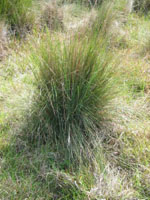 Photo gallery - Blue Tussock-grass