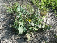 Photo gallery - Clammy sow-thistle