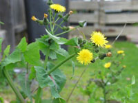 Photo gallery - Common Sow-thistle