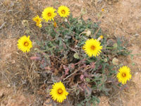 Photo gallery - False Sow-thistle