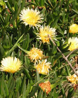 Photo gallery - Hottentot Fig