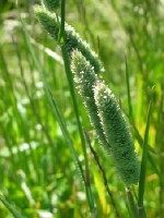 Lesser Canary-grass