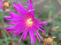 Photo gallery - Little Noon-flower
