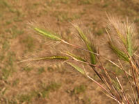 Photo gallery - Mediterranean Barley-grass