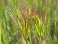 Photo gallery - Red Brome