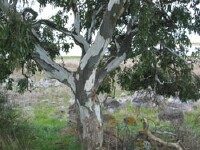 Photo gallery - Red Gum
