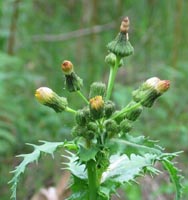 Photo gallery - Rough Sow-thistle