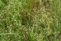 Salt-lake Tussock-grass