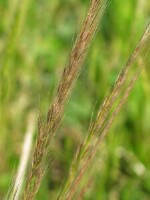 Silver Grasses - Rat's-tail Fescue