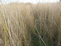 Photo gallery - Southern Cane-grass