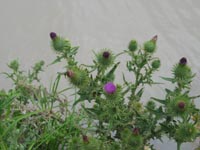 Photo gallery - Spear Thistle
