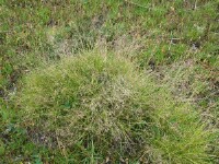 Wind-flattened Tussock-grass