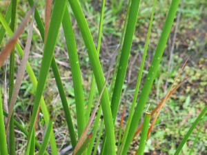 Leaves and stems of Pithy Sword-sedge