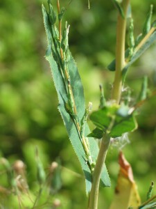 Prickly lettuce developing flower panicle