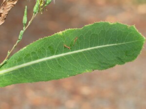 Prickly lettuce leaf