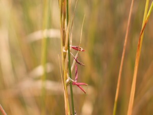 Prickly Spear-grass flower-heads