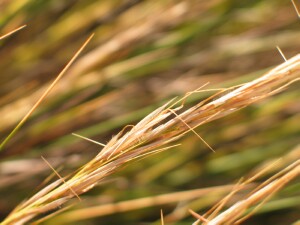 Prickly Spear-grass spikelets
