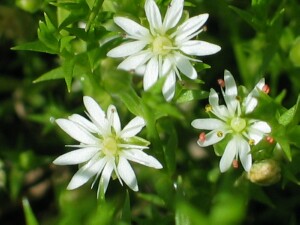 Flowers of Prickly Starwort