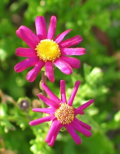 Purple Groundsel flowers