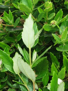 Rare Bitterbush leaves