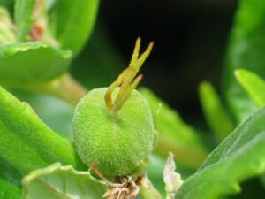 Rare Bitterbush young fruit