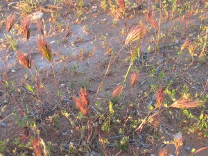 Red Brome plants showing drought stress