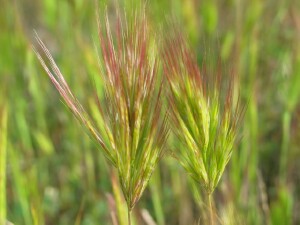 Young flower-heads of Red Brome