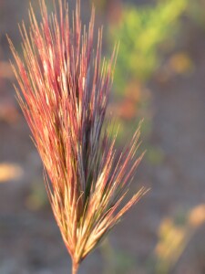 Mature flower-head of Red Brome