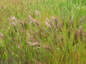 Red Brome plants