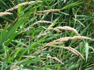 Leaves and flower-heads of Reed Canary-grass