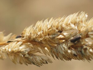 Old spikelets of Reed Canary-grass