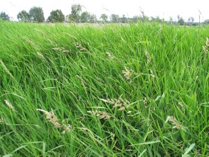 Dense stand of Reed Canary-grass