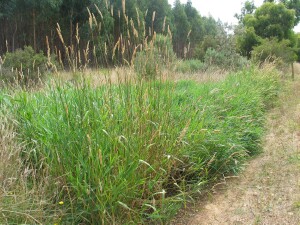 Stand of Reed Canary-grass