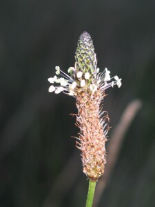 Ribwort flower-head