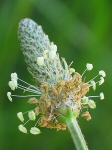 Ribwort flower-head with anthers