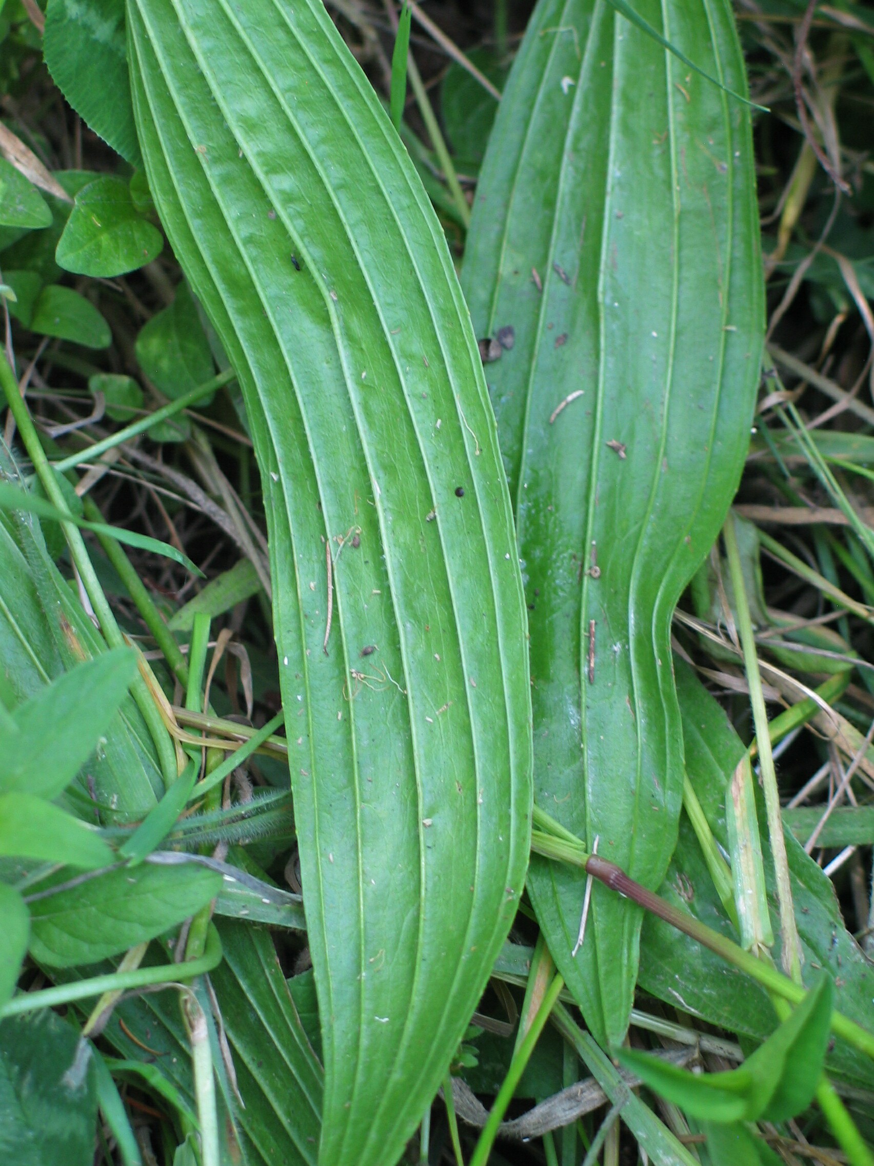 Leaves of Ribwort