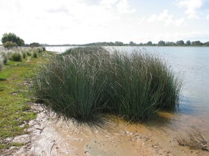 Clump of large River Club-rush plants on the fringe of saline and acid water