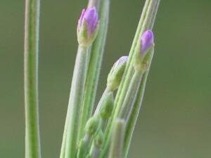 Flowers of Robust Willow-herb