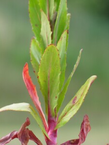 Leaves of Robust Willow-herb