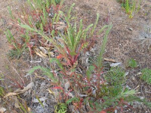 Robust Willow-herb plants