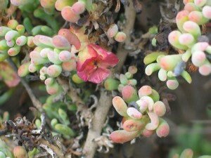 Fruiting body of Rosy Bluebush