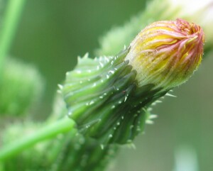 Flower bud of Rough Sow-thistle