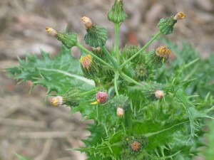 Flower buds of Rough Sow-thistle