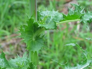 Leaf auricles  of Rough Sow-thistle