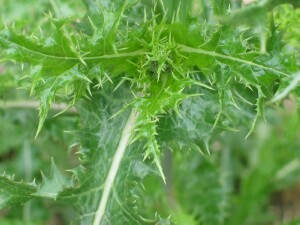 Leaves of Rough Sow-thistle