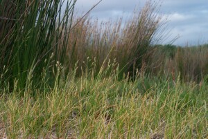 Salt-lake Tussock-grass on the outer edge of Sea Rush (Juncus kradssii)
